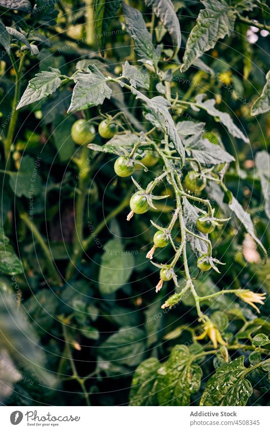 Strauß Kirschtomaten an einer Pflanze Ast Ackerbau Bauernhof kultivieren unreif Gemüse Landschaft vegetieren Wachstum Schonung Ackerland wachsen Flora Vorbau