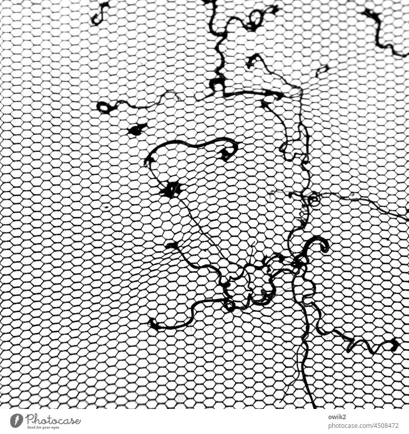 Letzter Halt Fensterscheibe Netz schemenhaft Netzwerk Pflanzenteile winzig Fragmente Teile u. Stücke festhalten Versammlung trocken Rest Saugnapf Ranke viele