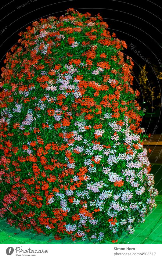 Blütenbusch blühen Blume Busch grün Flora Natur gedeihen Entwicklung übertreiben Schranke wachsen Blatt Pflanze Frühling gebüsch gardening Urban gardening