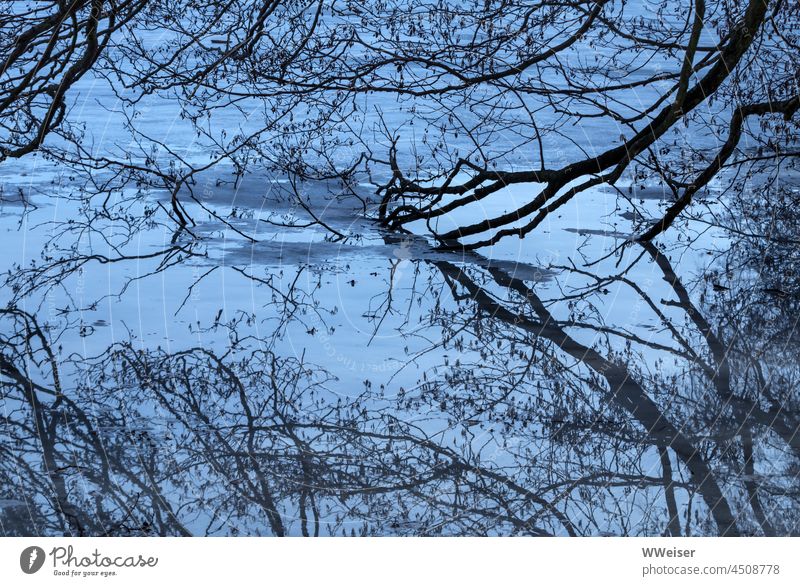 Der alte Baum taucht seine Zweige ins eiskalte Wasser des winterlichen Sees Natur Spiegelung Eis Winter abstrakt blau Dämmerung Zwielicht Kälte Äste nass