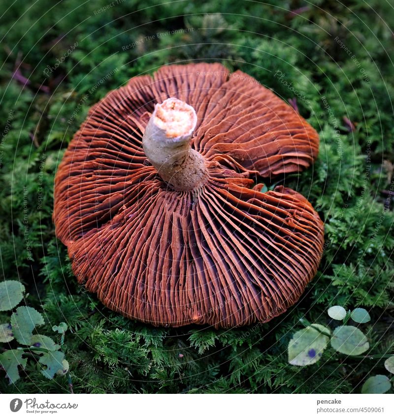 lamellentechnik Pilz Pilzhut Lamellen Wald Natur Waldboden Moos Herbst Nahaufnahme Bionik