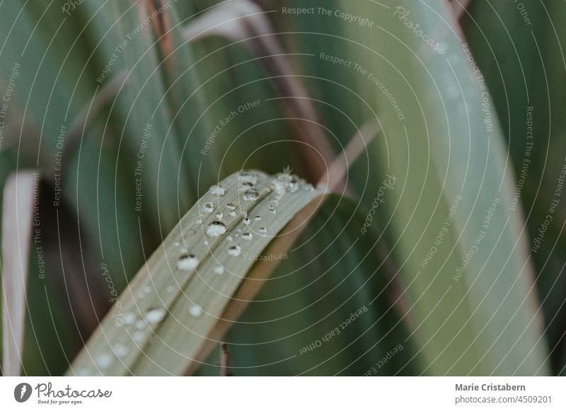 Morgentau tropft auf den Grashalm Saison Wachstum im Freien nass Klima durchsichtig Kondenswasser Wetter keine Menschen Achtsamkeit Reinheit Tau Wasser Umwelt