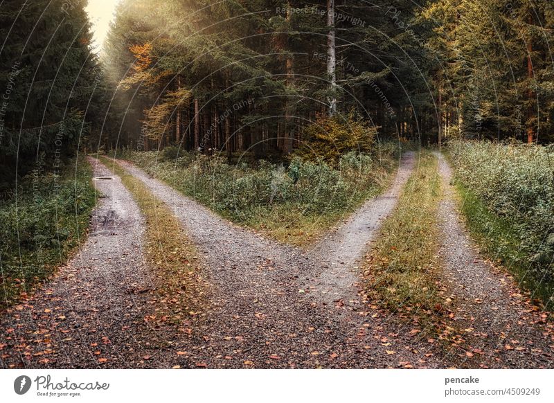 entscheidung Weg Wald Waldweg Weggabelung wandern Spaziergang Umwelt Licht Bäume Natur Scheideweg Entscheidung zwei wählen Wahl Waldboden Herbst Wege & Pfade