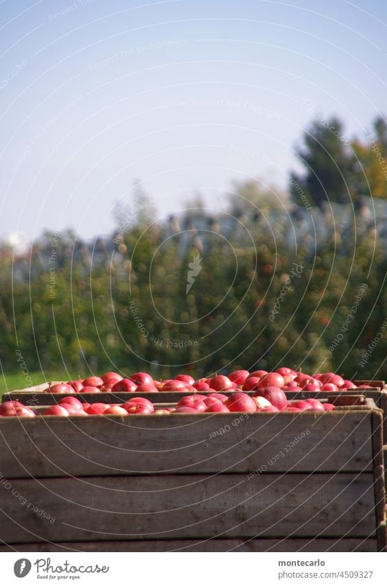 Neue Ernte Apfel Frucht Lebensmittel Natur frisch lecker saftig rot süß Herbst Umwelt natürlich Landwirtschaft Apfelbauer Plantage Kontrast Handwerk Sonnenlicht