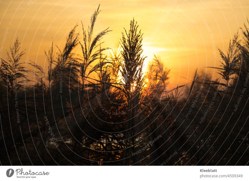 Im Licht der untergehenden Sonne - Herbstlicht am See untergehende Sonne Gräser Sonnenstrahlen Stimmung zwischen den Gräsern gelbtöne Sonnenlicht Schönes Wetter