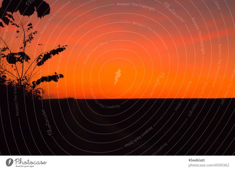 Blutrot hinterlässt die untergegangene Sonne den Himmel - natürliche Farbgebung! Naturschauspiel Sonnenuntergang Pflanzenteile an der linken Seite