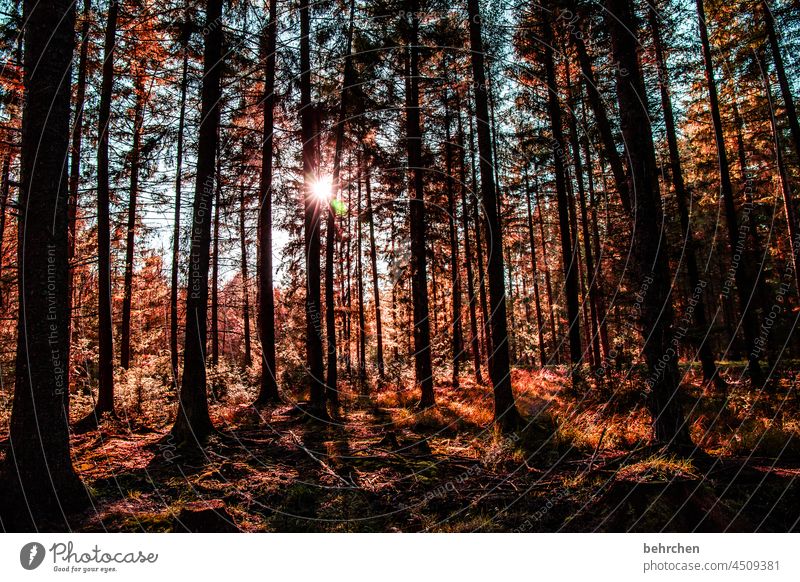 lichtblick verträumt Märchenhaft geheimnisvoll Wege & Pfade Glaube Sonnenlicht schön Sonnenstern Gegenlicht Hoffnung fallende Blätter Kontrast fantastisch