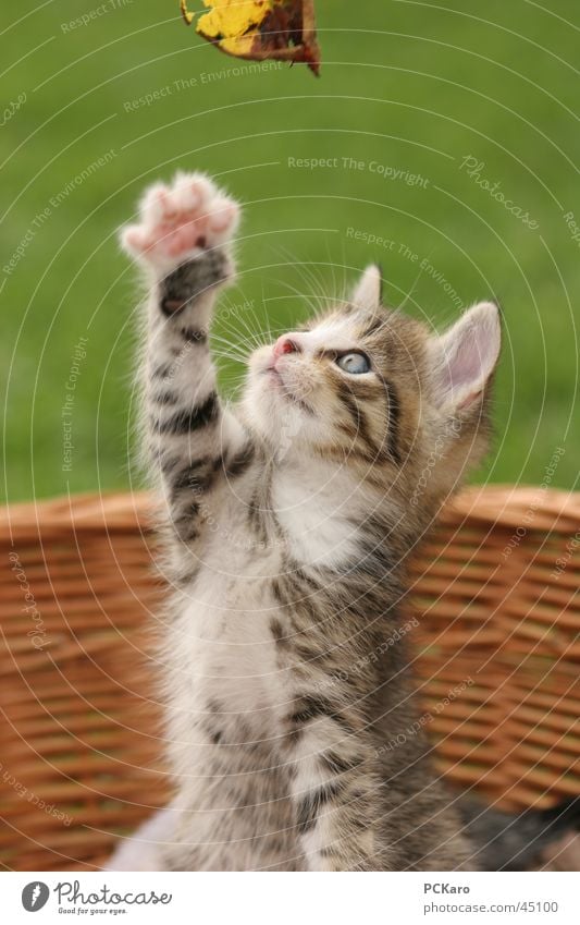 verspieltes Katzenbaby Spielen Korb süß Pfote Hauskatze männchen machen cat