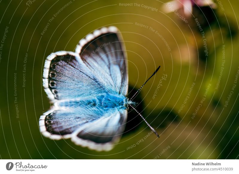 Männlicher Himmelblauer Bläuling Schmetterling Natur Insekt Flügel Makroaufnahme Falter Schmetterlingsflügel natürlich Tageslicht Sommer Unschärfe