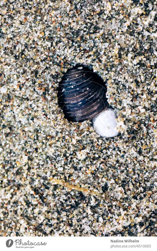 Muscheln im Sand Miesmuschel Strand Meer Ferien & Urlaub & Reisen Wasser Küste Stein Nahaufnahme Sommer Natur Erholung Außenaufnahme Farbfoto See natürlich