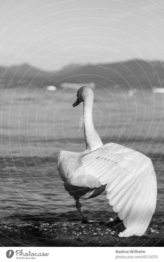 Schwan am Strand Italien Gardasee Tier Vogel Wasser Sand See Natur weiß Feder Außenaufnahme Schnabel schön elegant Schwarzweißfoto Hals Stolz ästhetisch Flügel