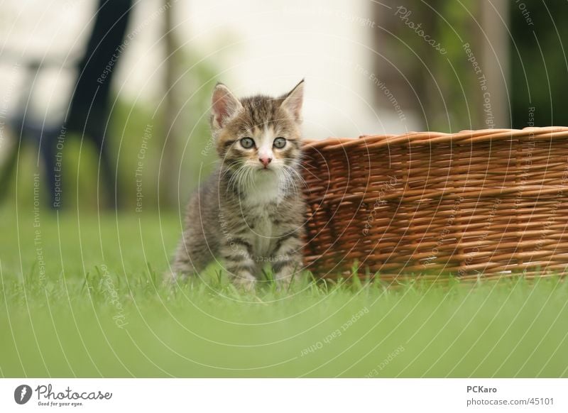 ..wie gebannt.. Spielen Katze warten Korb süß Hauskatze beobachten beobachtet getigert cat