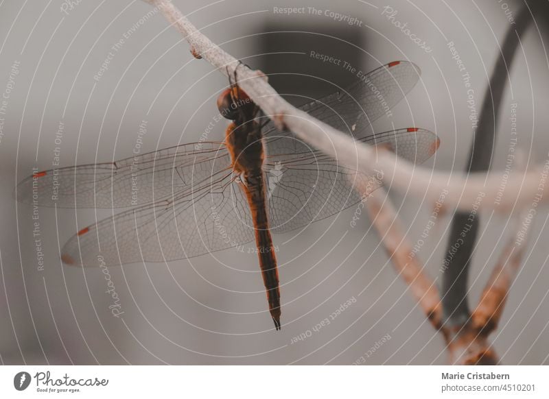 Nahaufnahme einer Roten Heidelibelle oder Sympetrum fonscolombii auf einem Zweig sitzend Rote Heidelibelle Sympetrum Fonscolombiii abschließen Insekt Raubtier