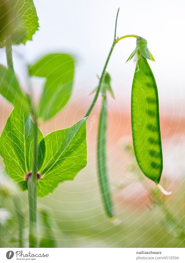 Erbsenschote Erbsenschoten Zuckerschoten pflanze #grün sommer landwirtschaft feld Ernährung Vegane Ernährung veganes Essen Zutaten Gesundheit Gesunde Ernährung