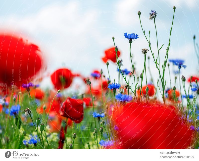 Blumenfeld. bunt Schwache Tiefenschärfe Landschaft Frühling Wildpflanze Natur Sommer Pflanze Umwelt Blüte rot Wiese Feld natürlich Klatschmohn Romantik