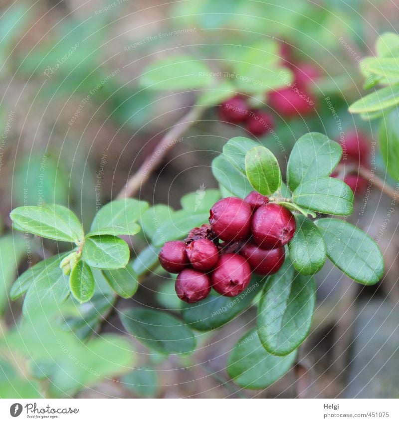 Waldfrüchte... Frucht Preiselbeeren Umwelt Natur Sommer Pflanze Sträucher Blatt Wildpflanze Wachstum ästhetisch authentisch Gesundheit klein natürlich rund