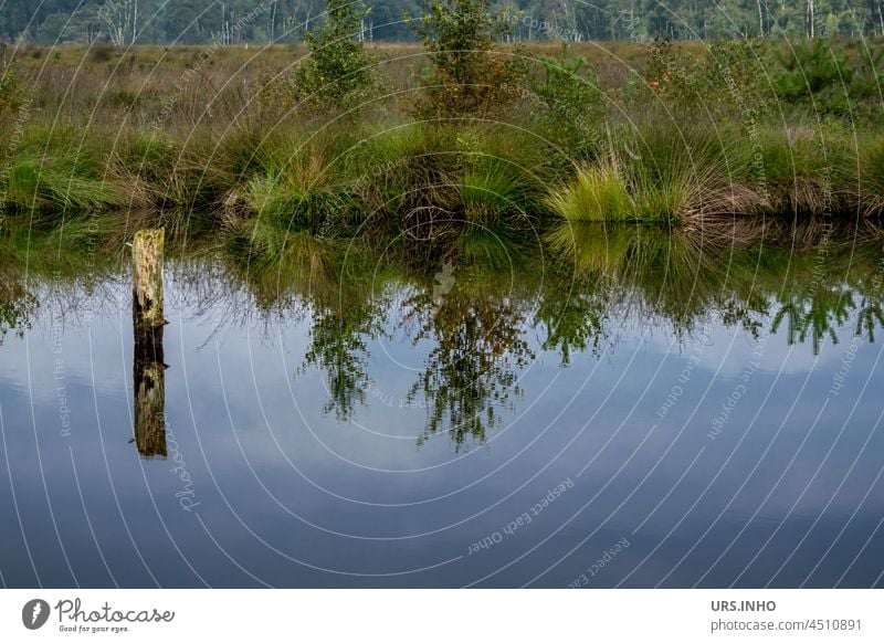 die kleinen Bäumchen wachsen am Ufer und spiegeln sich im stillen blauen Wasser wie eine Symbiose mit den Wolken - idyllische Natur pur Bäume Spiegelung ruhig