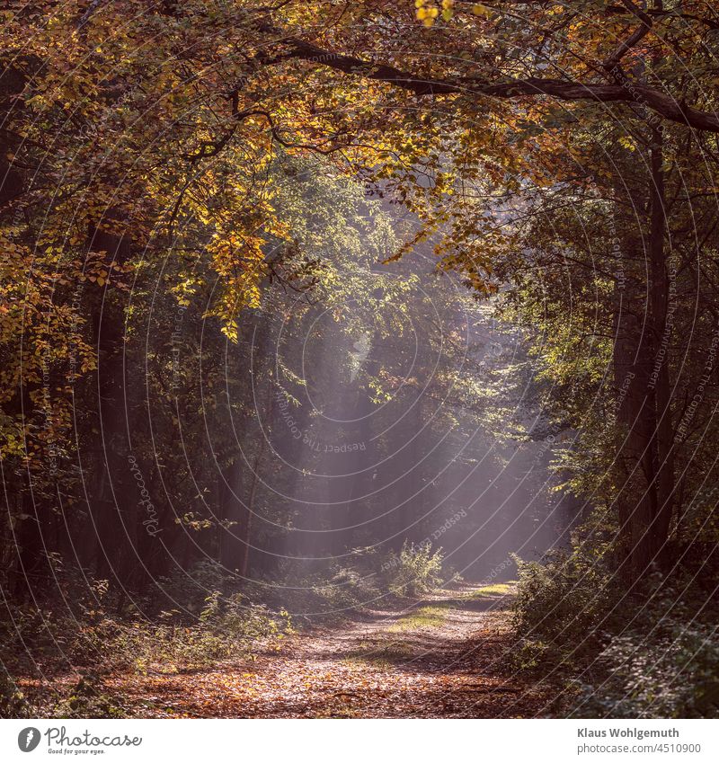 Waldweg im Herbst mit Nebel und Sonnenstrahlen Herbstlaub Dunst dunstig Ruhe Frieden Einsamkeit Gegenlicht Schatten Entspannung, Bäume Sträucher Weg Farbfoto