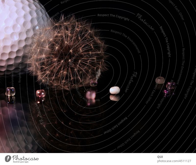 Ähnlich aber nicht gleich Löwenzahn Pusteblume Perlen Golfball rund zart zerbrechlich stabil Filigran hart Natur Makroaufnahme weiß bunt klein groß Leicht