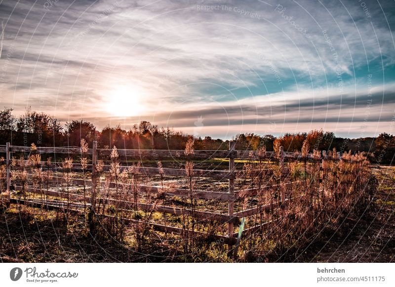 schön eingezäunt Wolken Farbfoto ruhig Umwelt Landschaft Himmel Natur Wiese Jahreszeiten Feld Bäume stille Wetter Menschenleer Idylle Außenaufnahme