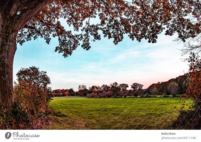 friedlich Herbstlandschaft Blätter Herbstwetter fallende Blätter Farbfoto schön Natur Pflanze Jahreszeiten herbstspaziergang Sonnenstrahlen Baumstamm Landschaft