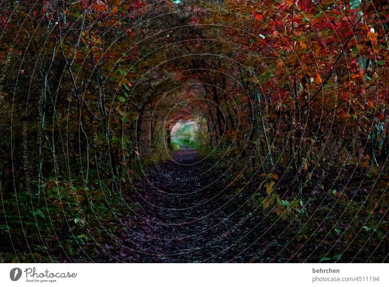 und am ende ist licht Laubbaum Herbstlandschaft Herbstwald Blätter Licht Kontrast Herbstwetter Außenaufnahme Farbfoto Wald Sträucher Umwelt Natur Landschaft