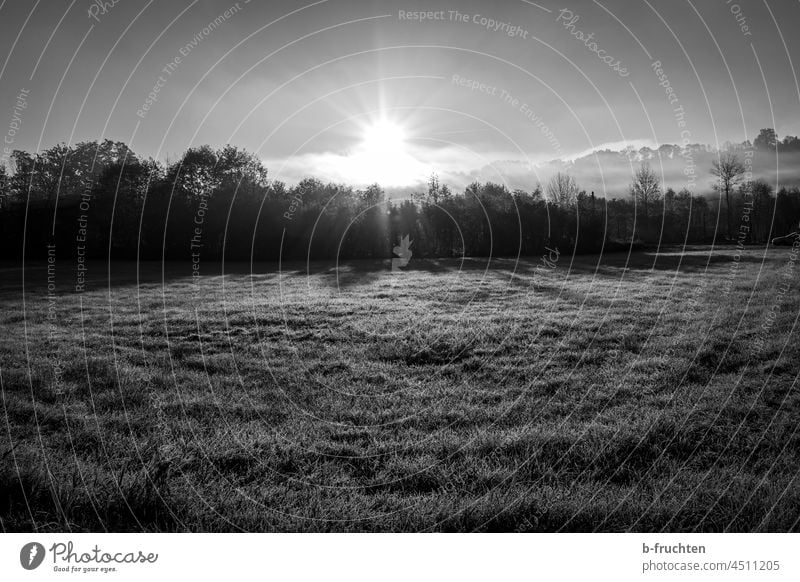 Wiese und Wald im morgendlichen Sonnenlicht Feld Gras Morgen Morgenstimmung Schwarzweißfoto Außenaufnahme Menschenleer Natur Umwelt Sonnenaufgang Baum