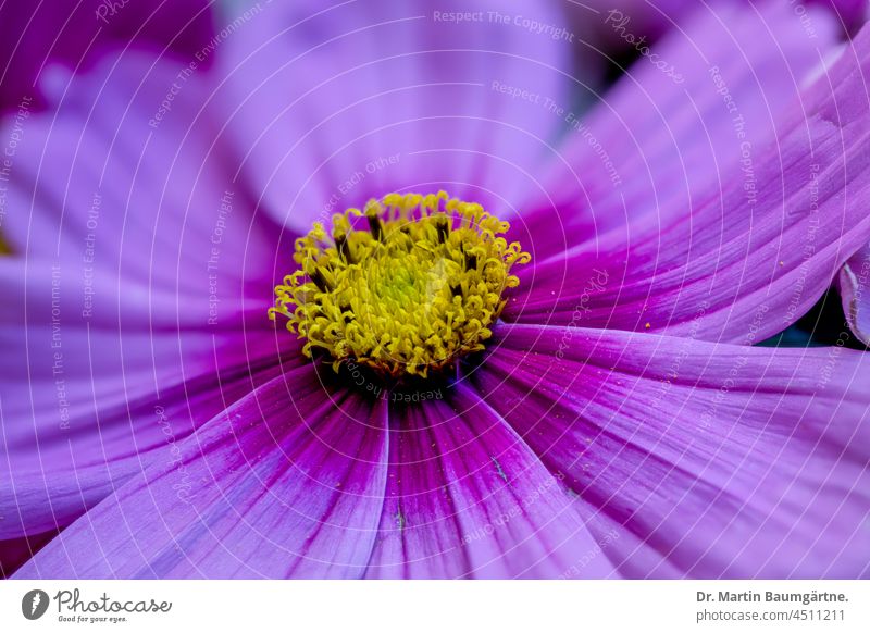 Schmuckkörbchen aus Mexiko, Cosmos bipinnatus, Cosmea bipinnata, Asteraceae Blütenstand Pflanze Blume einjährig Compositae Gartenpflanze Zierpflanze Auslese