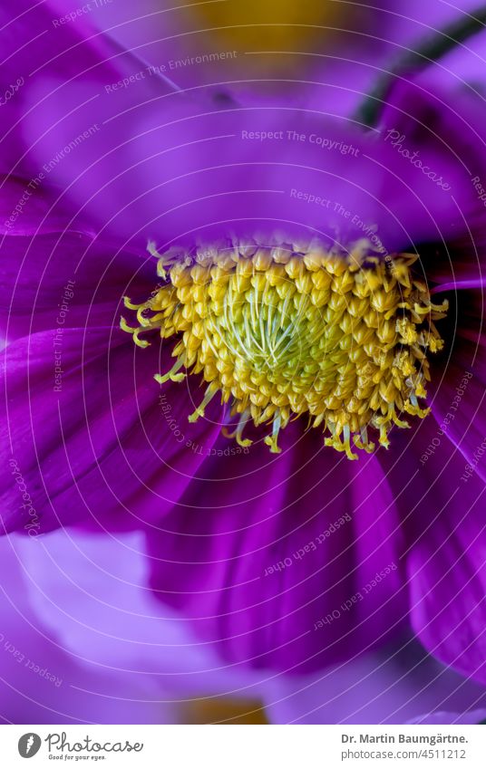 Schmuckkörbchen aus Mexiko, Cosmos bipinnatus, Cosmea bipinnata, Asteraceae Blütenstand Pflanze Blume einjährig Compositae Gartenpflanze Zierpflanze Auslese