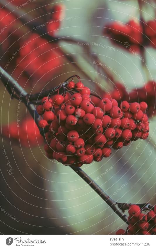 Trauben von roten, reifen Vogelbeeren in Großaufnahme gegen den Himmel. Herbstlicher Hintergrund. Beeren Haufen Aschbeere im Freien Herbstbeeren pulsierend