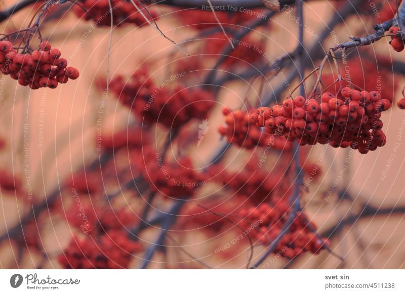 Orangefarbene Vogelbeerbüschel auf den Zweigen eines Baumes vor dem Hintergrund einer rosa Wand. Beeren Vogelbeere orange rot Ast Aschebeere Herbst herbstlich