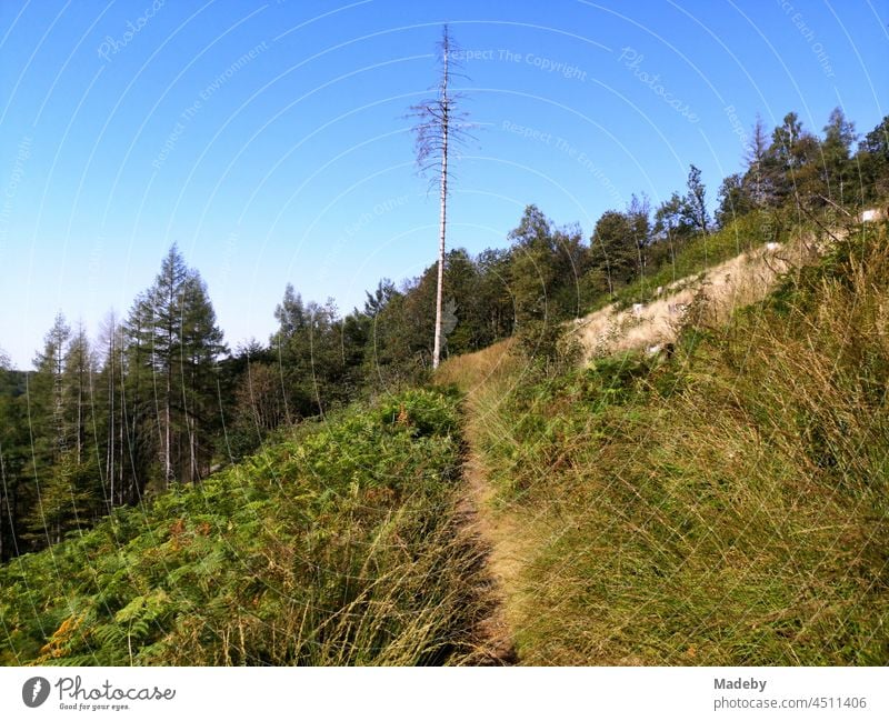 Waldsterben und Rodung wegen kranker Bäume bei blauem Himmel und Sonnenschein am Hermannsweg im Teutoburger Wald in Oerlinghausen bei Bielefeld in Ostwestfalen-Lippe