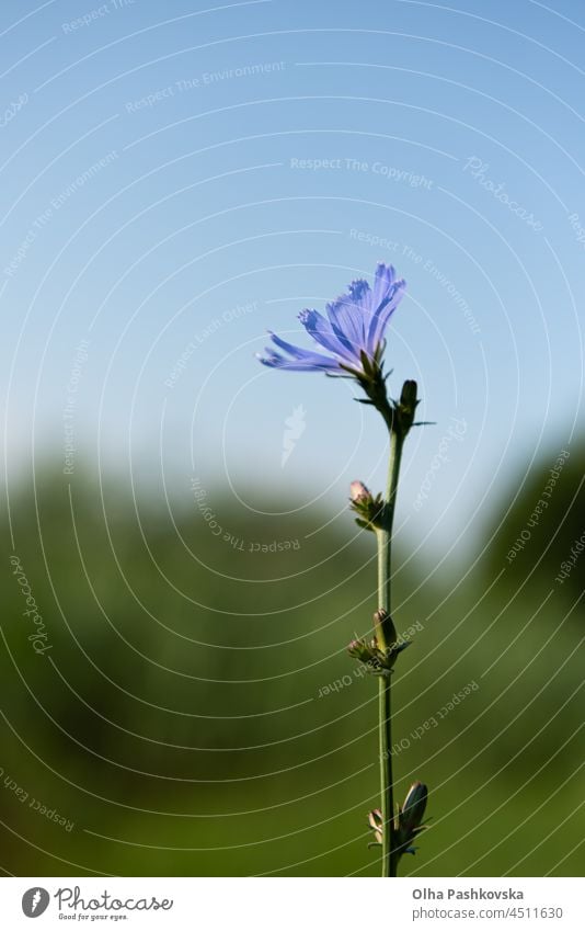 Blühender Stängel der Zichorie auf einer Wiese. Die Wurzeln dieser Wildblume werden für ein alternatives Kaffeegetränk verwendet. Unscharfe Sommerwiese, grüne Vegetation und blauer Himmel im Hintergrund. Selektiver Fokus.