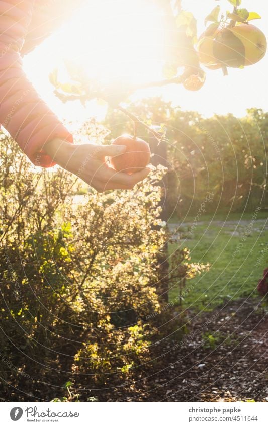 Frau pflückt Apfel pflücken Apfelbaum Äpfel Obst Gegenlicht Gartenobst Ernte Herbst Außenaufnahme Apfelernte Bioprodukte Ernährung Lebensmittel Frucht