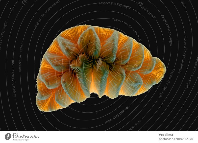 Koralle vor schwarzem Hintergrund koralle hintergrund gegenlicht beleuchtung tier meerestier kalkskelett durchlicht