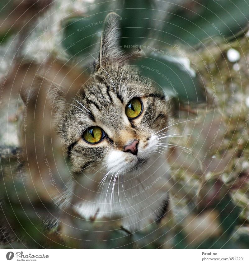 Ich bin Monti Umwelt Natur Pflanze Tier Sommer Sträucher Blatt Garten Haustier Katze Tiergesicht Fell 1 ästhetisch nah natürlich Neugier weich Katzenauge Ohr