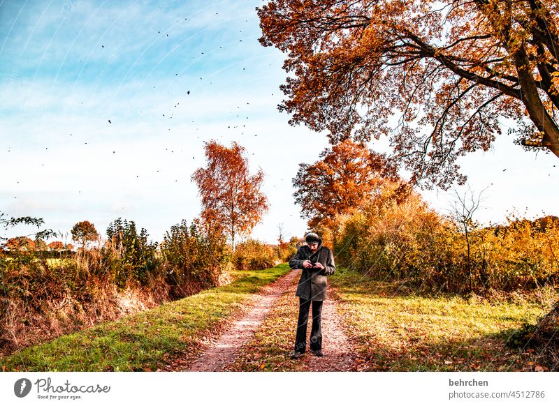 ein mann unter vielen (fallenden blättern) fallende Blätter Sonnenlicht Kontrast Licht Außenaufnahme Farbfoto Fußweg schön fantastisch Wald Sträucher Blatt Baum