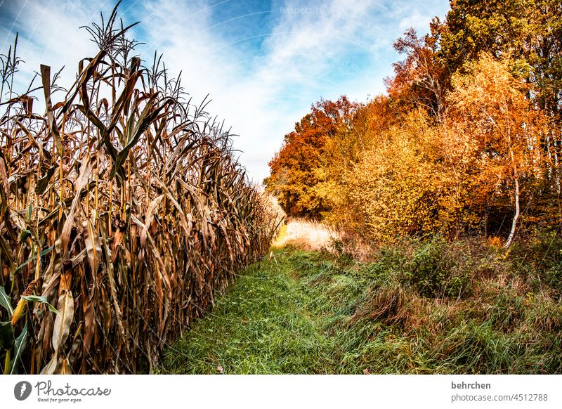 popcorn Sonne Sonnenlicht Gräser Herbstlaub Äste und Zweige Herbstlandschaft schön idyllisch Heimat Acker Landwirtschaft Außenaufnahme Idylle Menschenleer