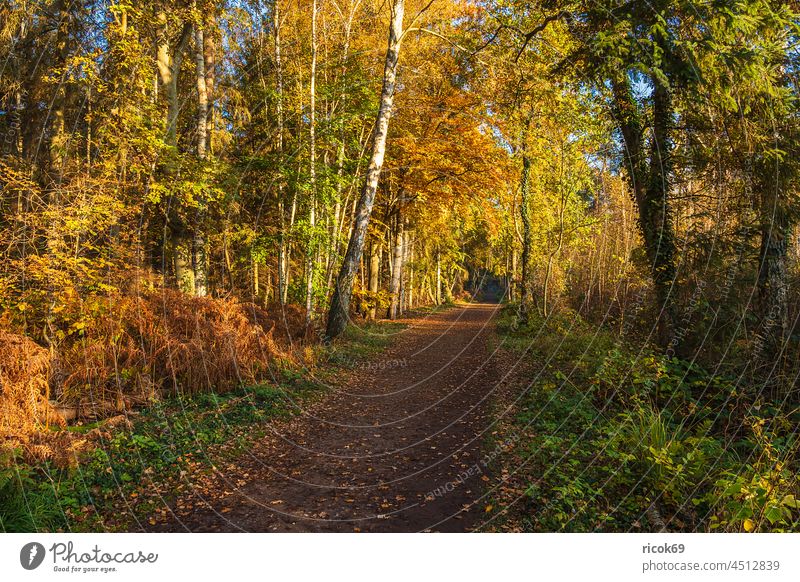 Bäume mit herbstlich gefärbte Blätter auf dem Fischland-Darß Herbst Baum Mecklenburg-Vorpommern Landschaft Natur Ahrenshoop Prerow Herbstfarben bunt Weg Idylle