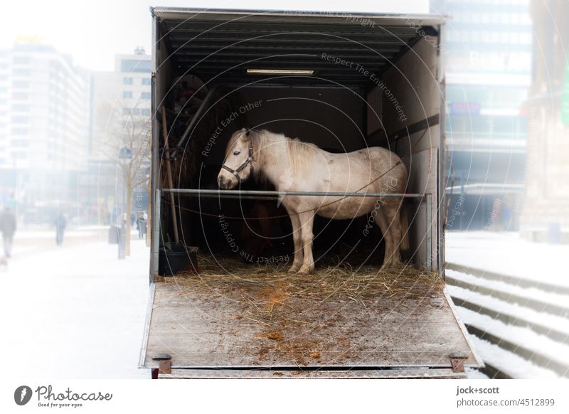 Pferd im direkten Einzeltransport mitten in die Stadt Tierporträt Pferdetransport lkw Lastwagen Güterverkehr & Logistik Transport Breitscheidtplatz