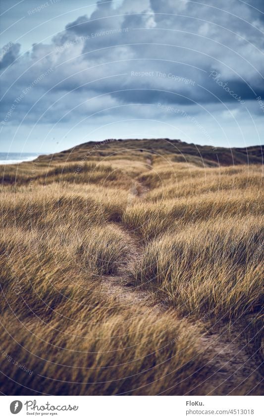 Pfad durch die Dünen in Dänemark Küste Meer Strand Dünengras Umwelt Natur Nordsee Landschaft Ferien & Urlaub & Reisen blau Himmel Außenaufnahme Sand Erholung