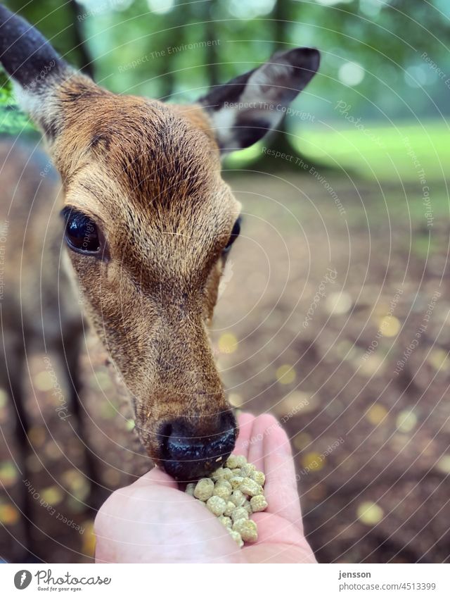 Hirschkuh frisst aus der Hand Sikawild Sikahirsch Wildtier Wildpark füttern Fütterung Trockenfutter Tier Farbfoto Außenaufnahme Natur Tierporträt Nahaufnahme