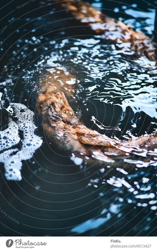 Dickes Tau im Wasser Seil festmacherleine Leine Wasseroberfläche Müll Verschmutzung Umweltverschmutzung maritim Schifffahrt Hafen Farbfoto Außenaufnahme