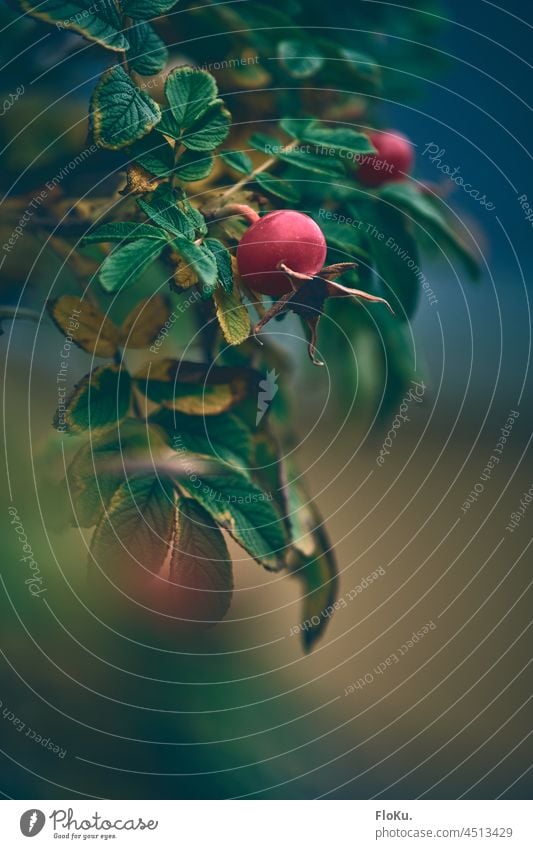 Hagebutte im Herbst Frucht Pflanze Natur Umwelt Blätter Nahaufnahme Schwache Tiefenschärfe Außenaufnahme Farbfoto natürlich Menschenleer rot Tag Blatt grün