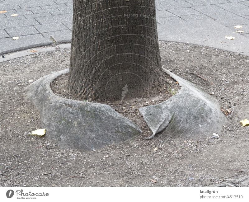 Lebensraum Baum Stadt karg trist Umwelt Außenaufnahme Natur Pflanze Tag Menschenleer Gedeckte Farben Umweltsünde grau Einsamkeit Textfreiraum Baumstamm Blatt