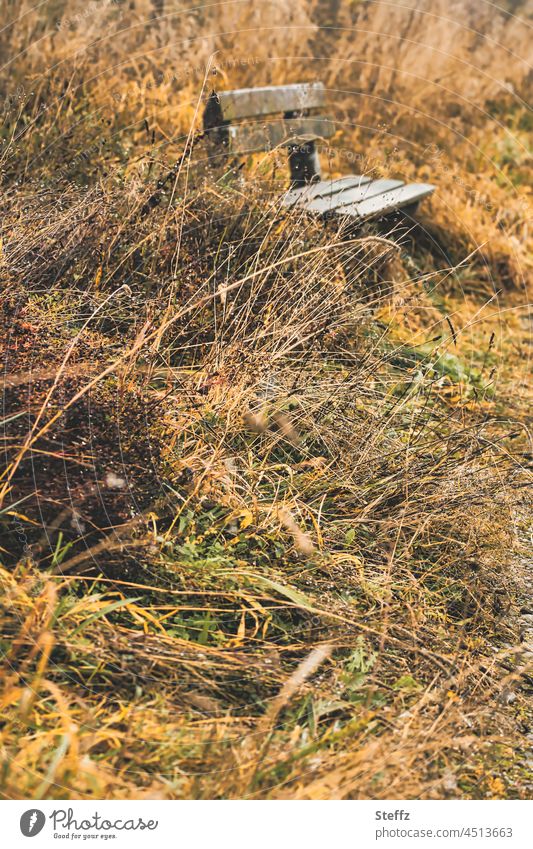 Gelbbraun zerzaust | Vergänglichkeit rundherum | Herbst, mach doch mal Pause Sitzbank Erholung Rast Herbstfarben erholen Herbstmelancholie Herbstimpression