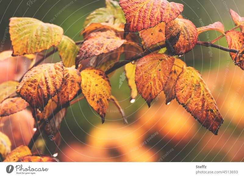 Herbstblätter einer wilden Brombeere im Regen Brombeerblätter Brombeeren Rubus wilde Brombeeren Brombeerbusch Herbstregen Regentropfen Herbstlaub Herbstfärbung