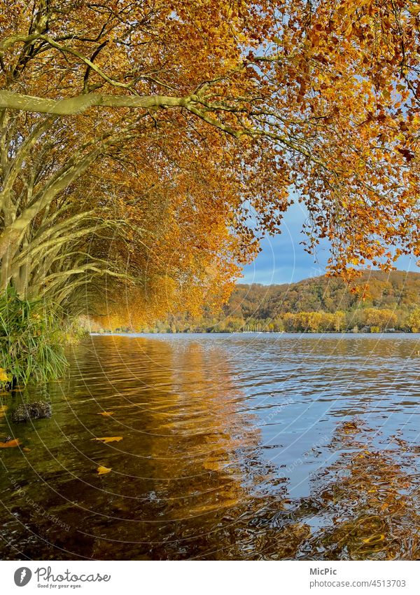 Goldener Herbst Laub herbstlich Licht Sonnenlicht Blätter Herbstfärbung Herbstlaub Natur Blatt Baum Vergänglichkeit Außenaufnahme gelb Jahreszeiten