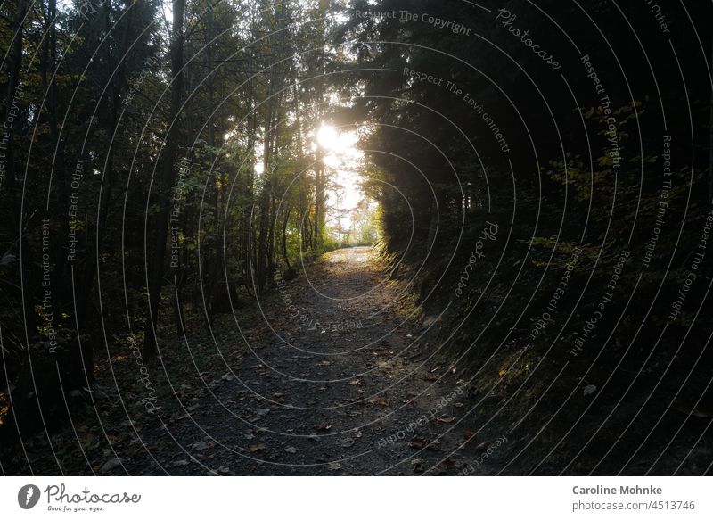 Waldweg im Herbstlicht Baum Blatt Natur Umwelt Farbfoto Außenaufnahme Pflanze Tag Menschenleer natürlich Landschaft braun grün Licht Sonnenlicht mehrfarbig