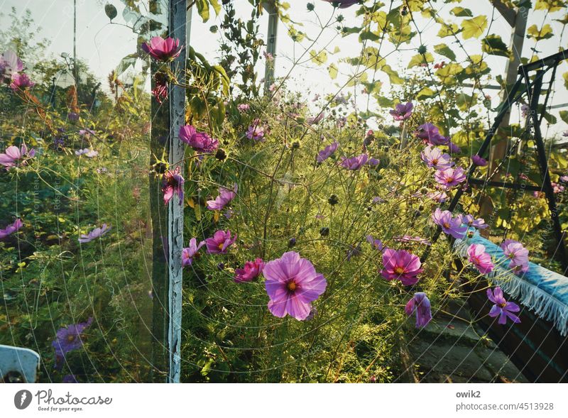 Das große Blühen Cosmeablüte Idylle Schrebergarten Blumenwiese duftend viel Wiese Licht Garten geheimnisvoll schön aufstrebend mehrfarbig Dickicht Blütenblatt